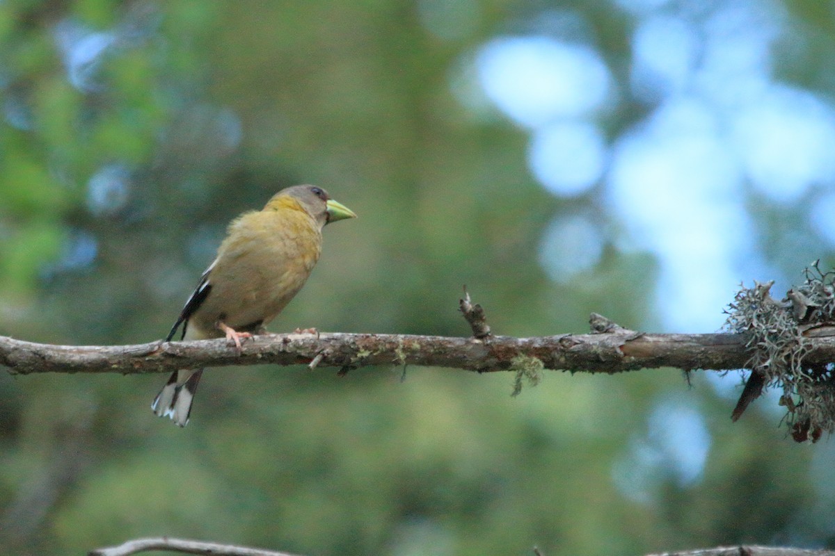 Evening Grosbeak - ML245217561