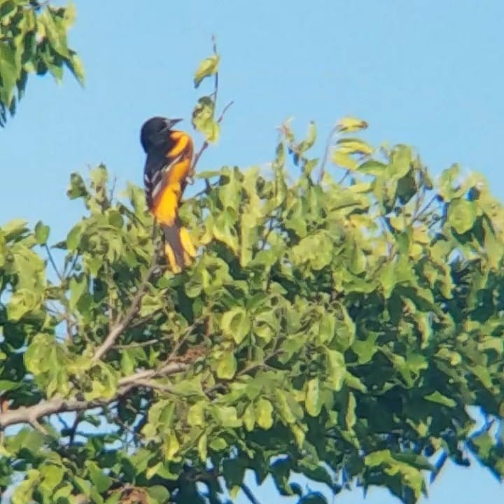 Baltimore Oriole - Lillian Lugo
