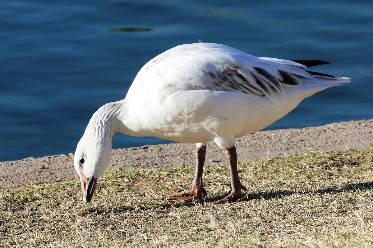 Snow Goose - ML24521871