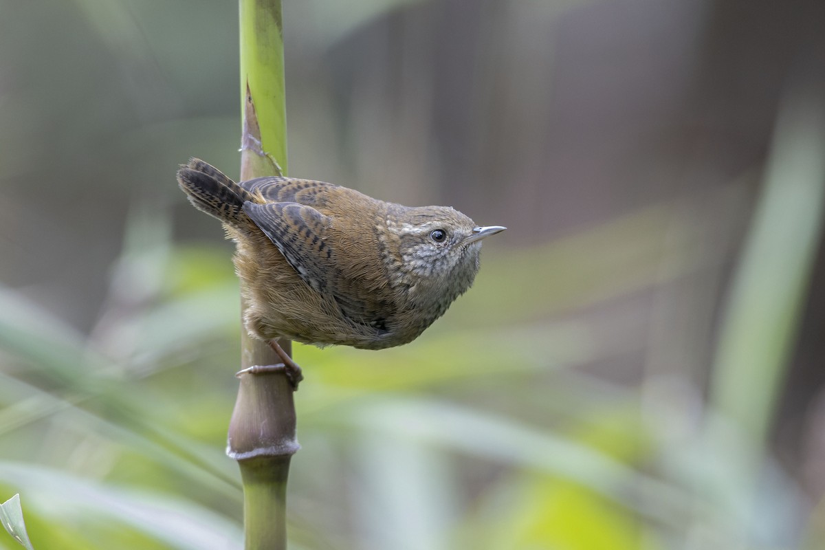 Timberline Wren - ML245218801