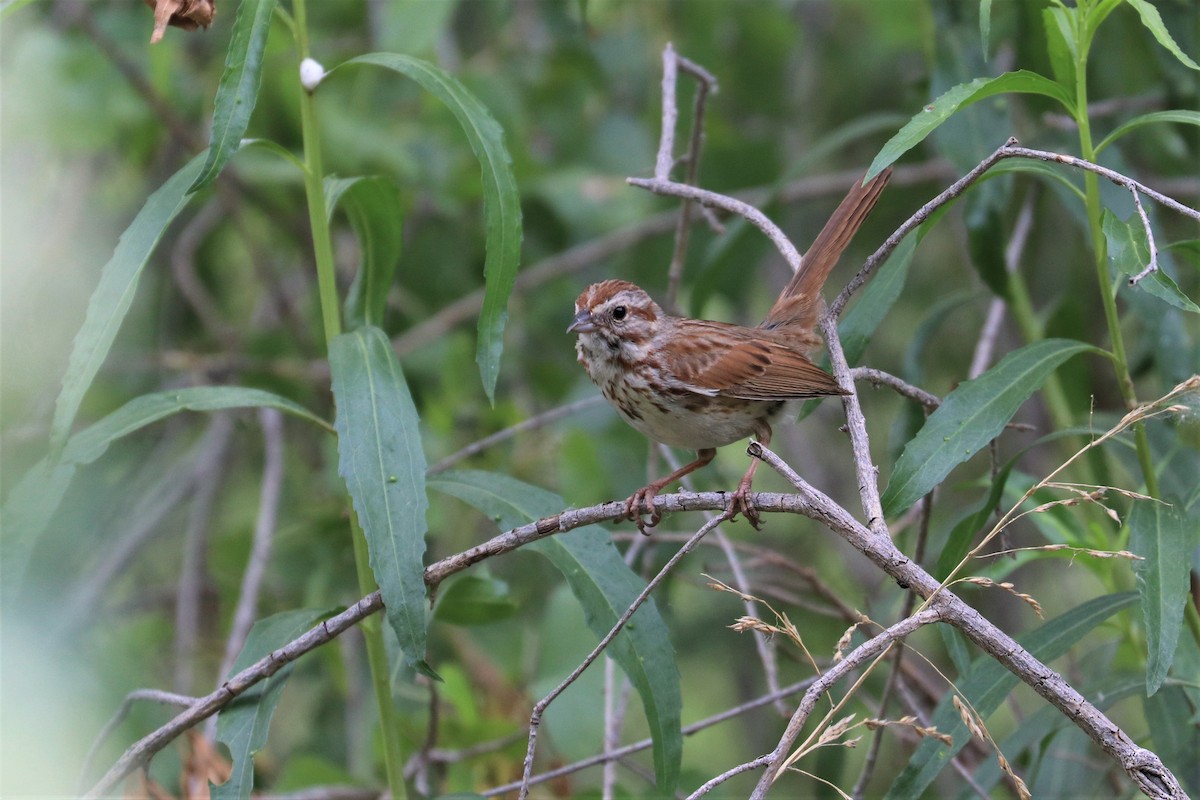 Song Sparrow (fallax Group) - Alex Sundvall