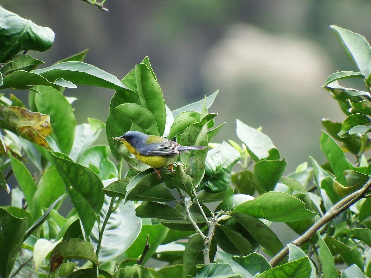 Tropical Parula - ML24521941