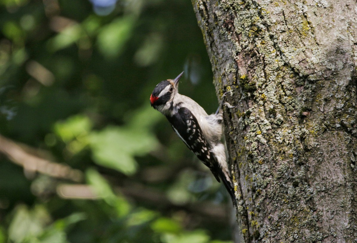 Hairy Woodpecker - ML245219441