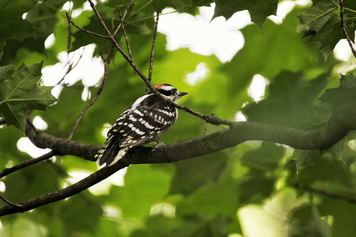 Downy Woodpecker - Kiehl Smith