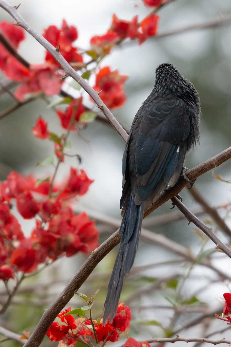 Groove-billed Ani - ML245219531