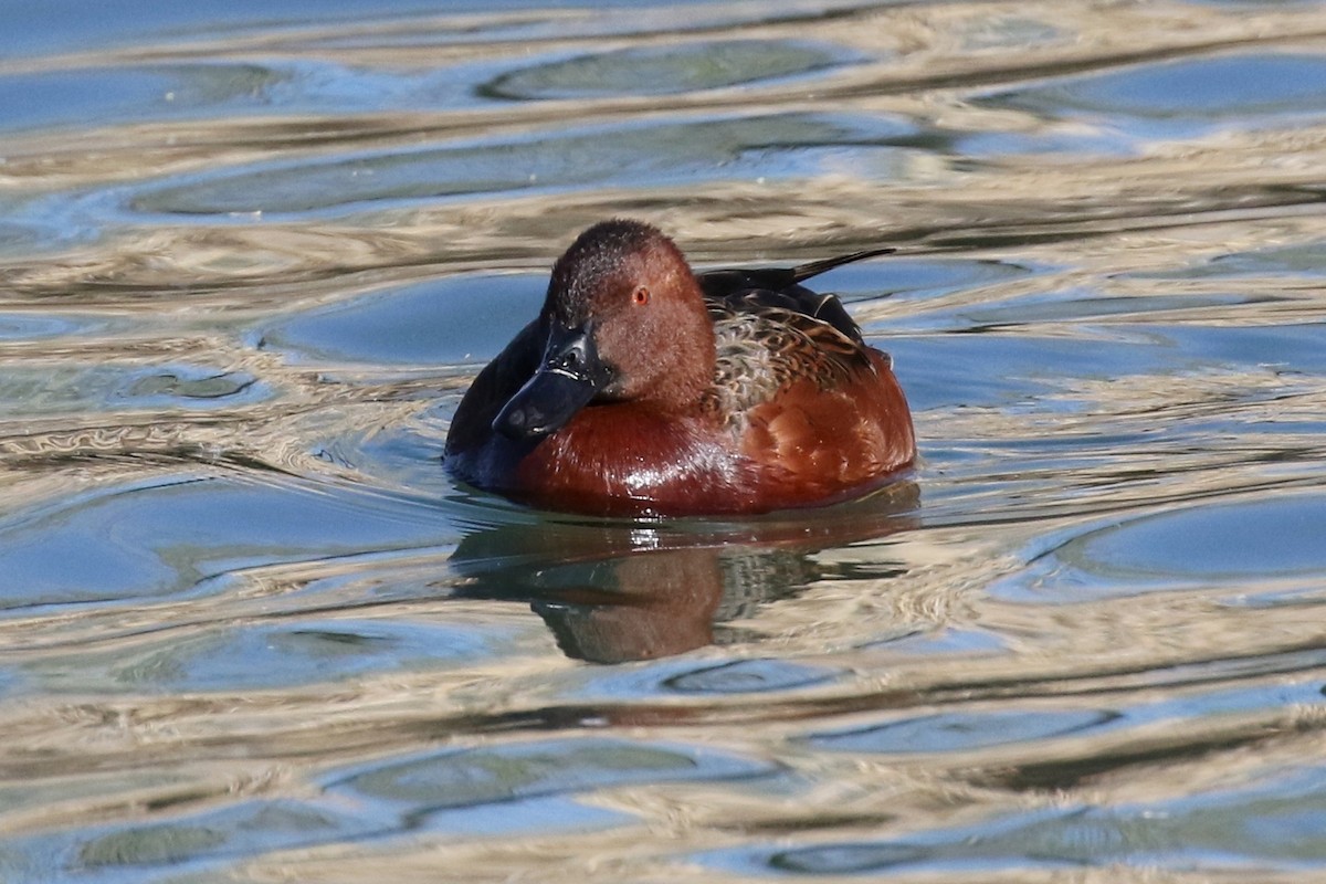 Cinnamon Teal - ML24522011