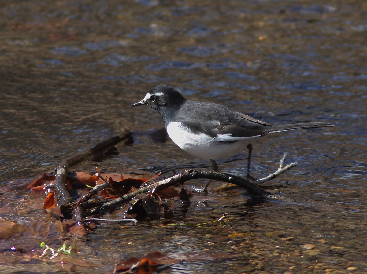 Japanese Wagtail - William Price