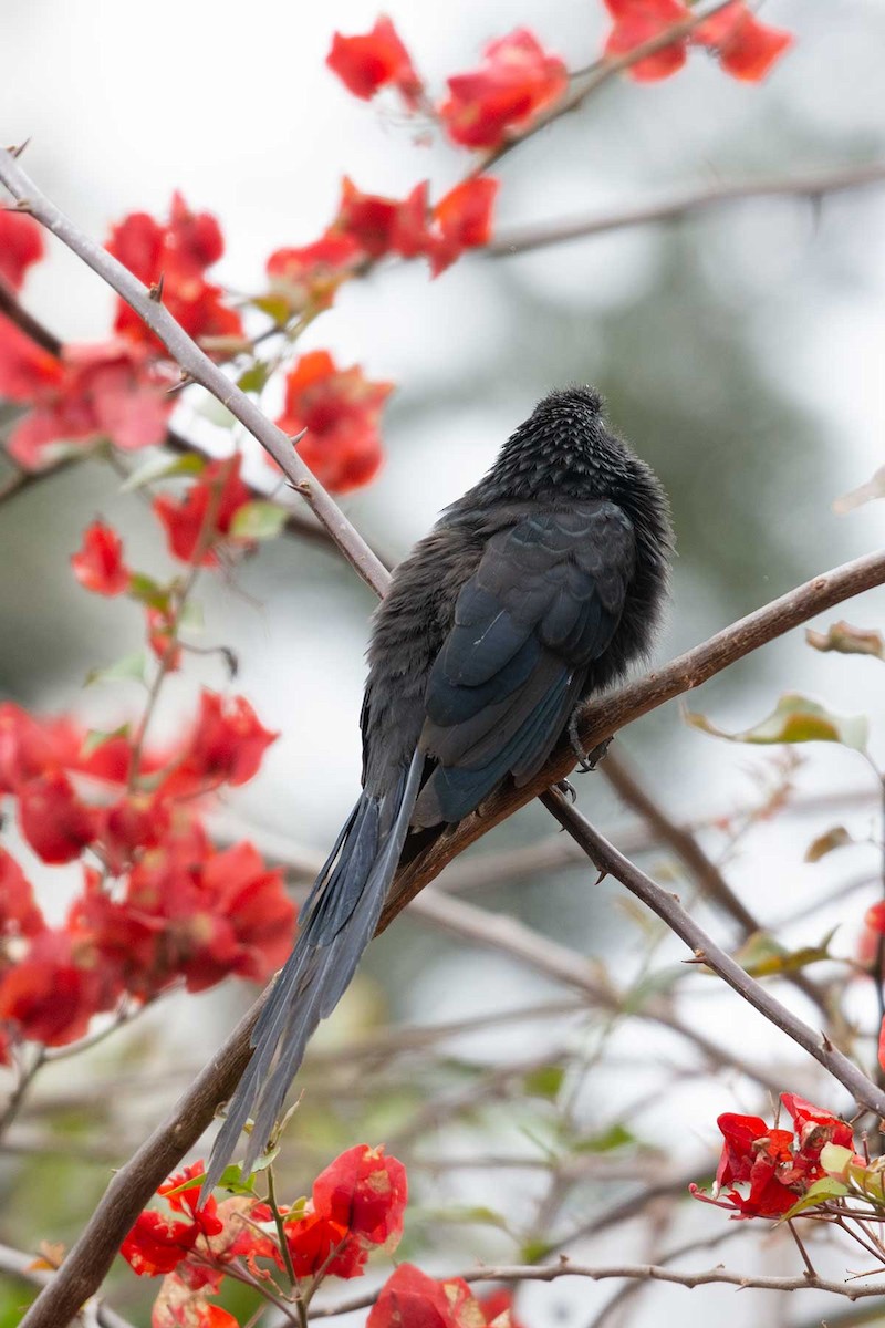 Groove-billed Ani - ML245220141