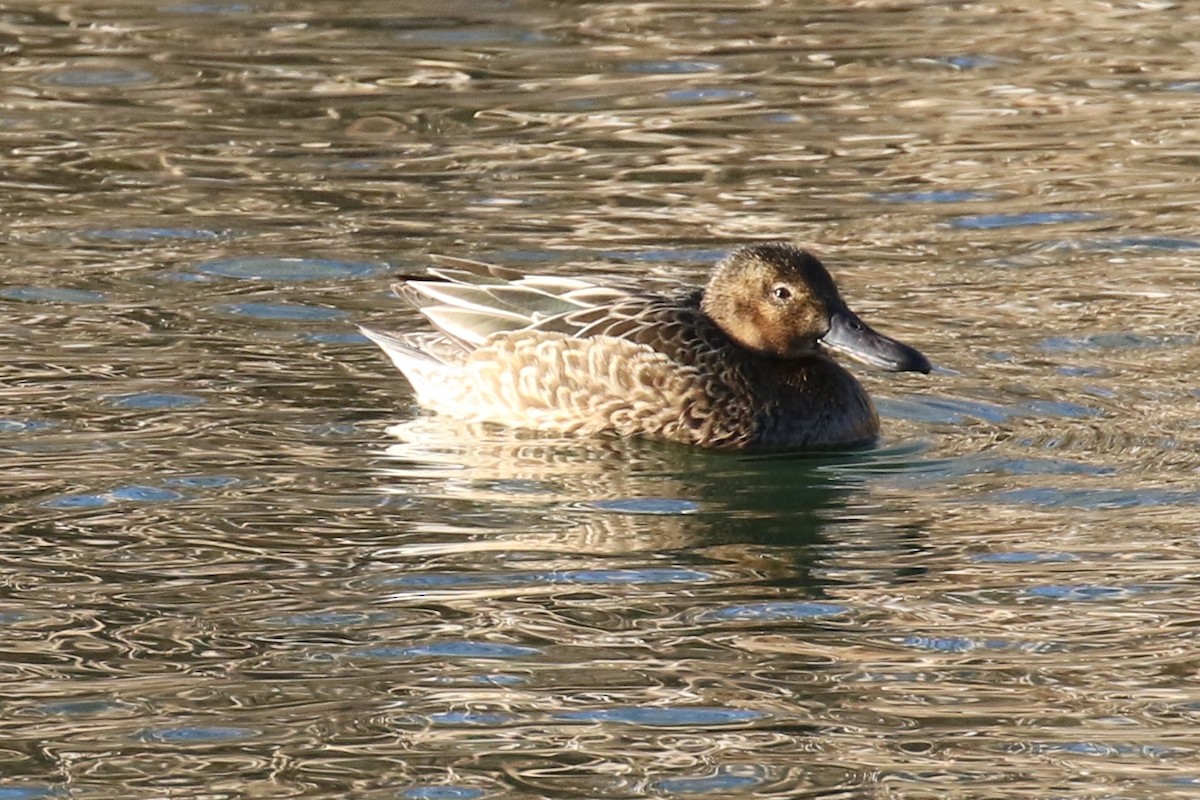 Cinnamon Teal - ML24522021