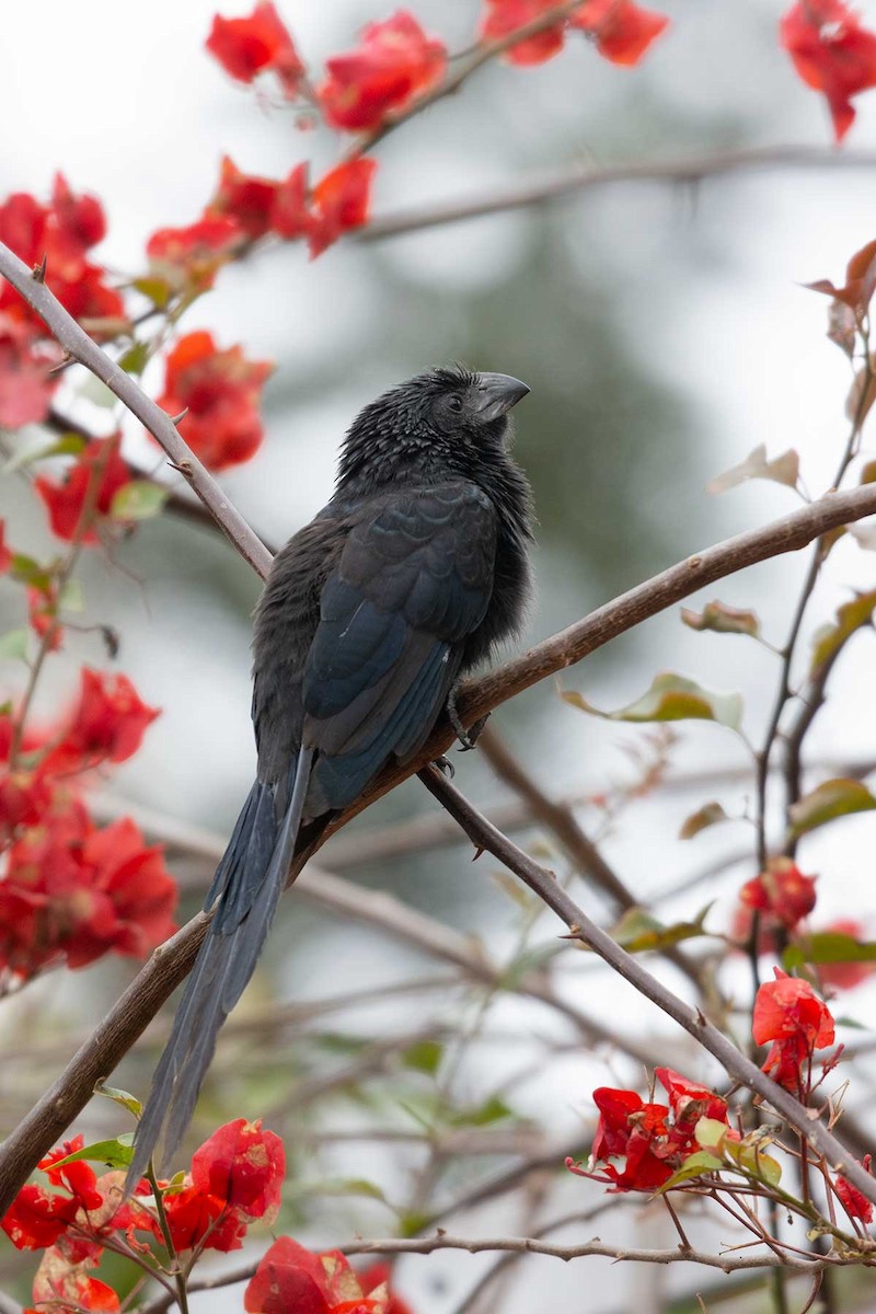 Groove-billed Ani - Mercedes Benavides