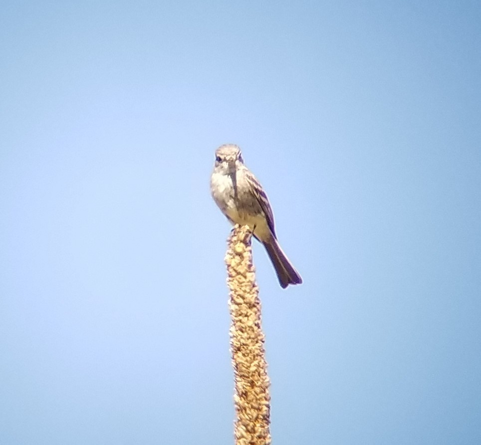 Least Flycatcher - ML245221211