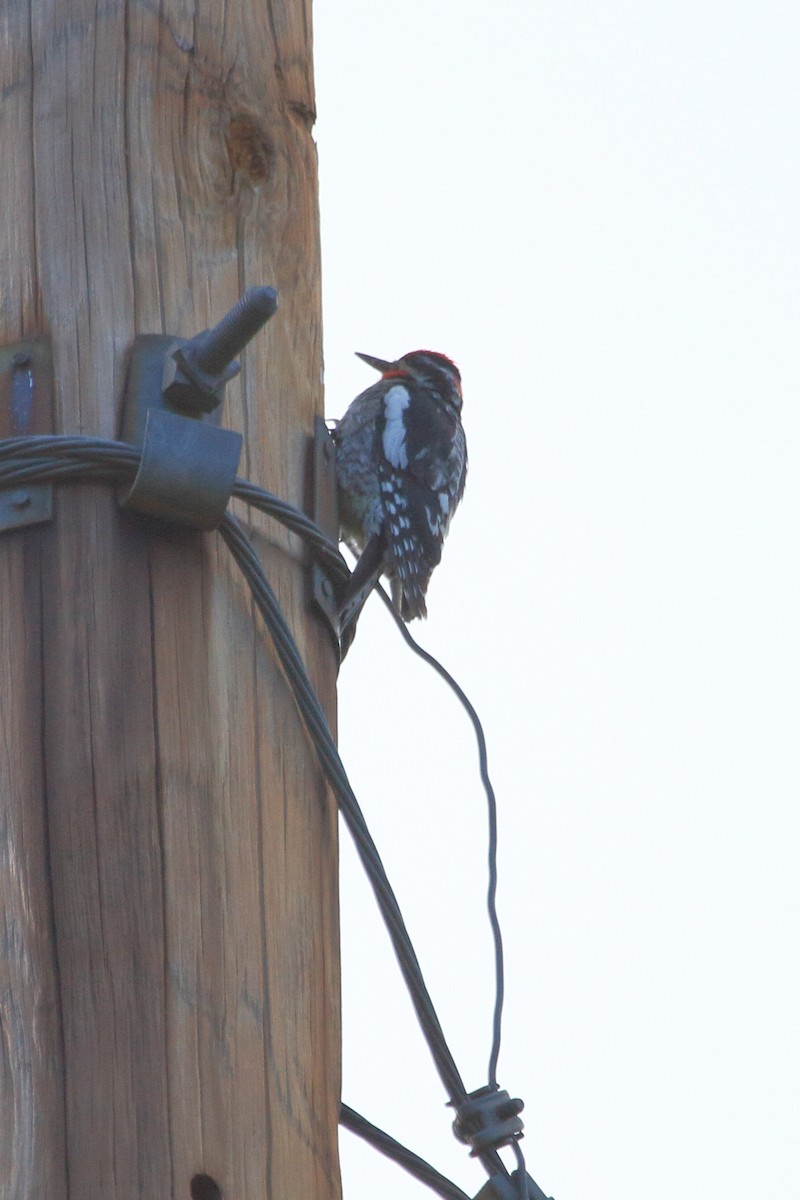 Red-naped Sapsucker - ML245221411