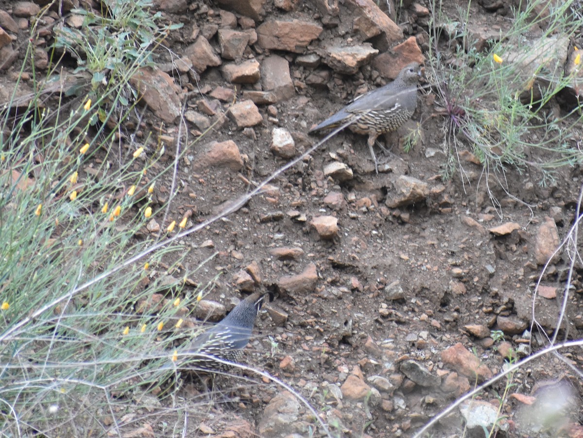 California Quail - ML245222391