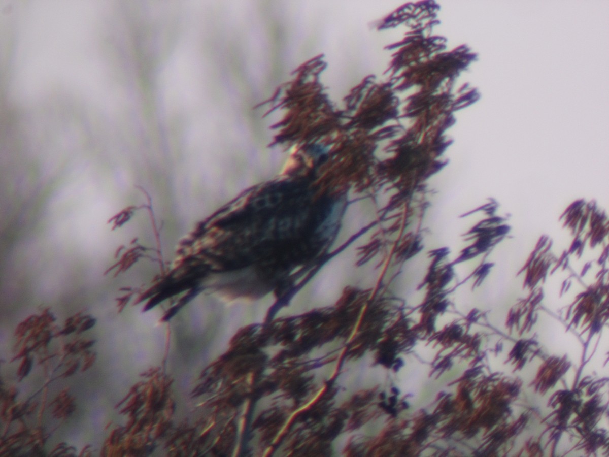 Rough-legged Hawk - ML245222431