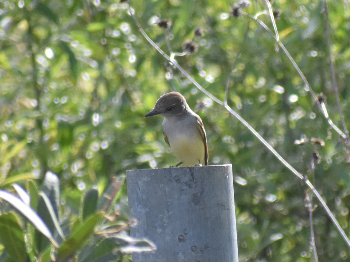 Ash-throated Flycatcher - Caleb Snarr