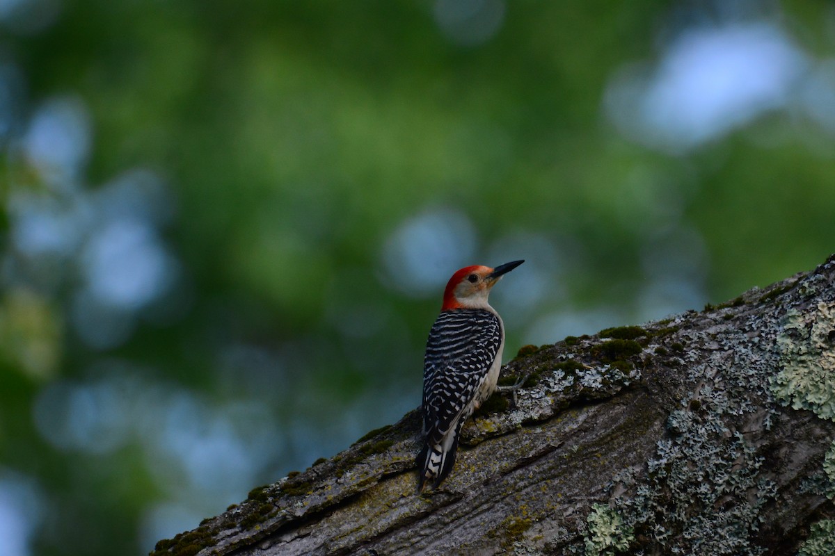 Red-bellied Woodpecker - ML245223621