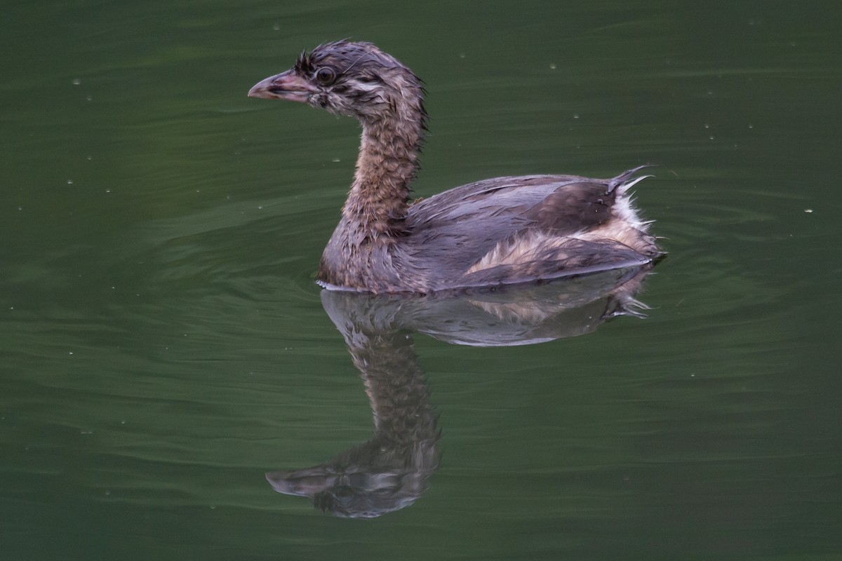 Pied-billed Grebe - ML245223691