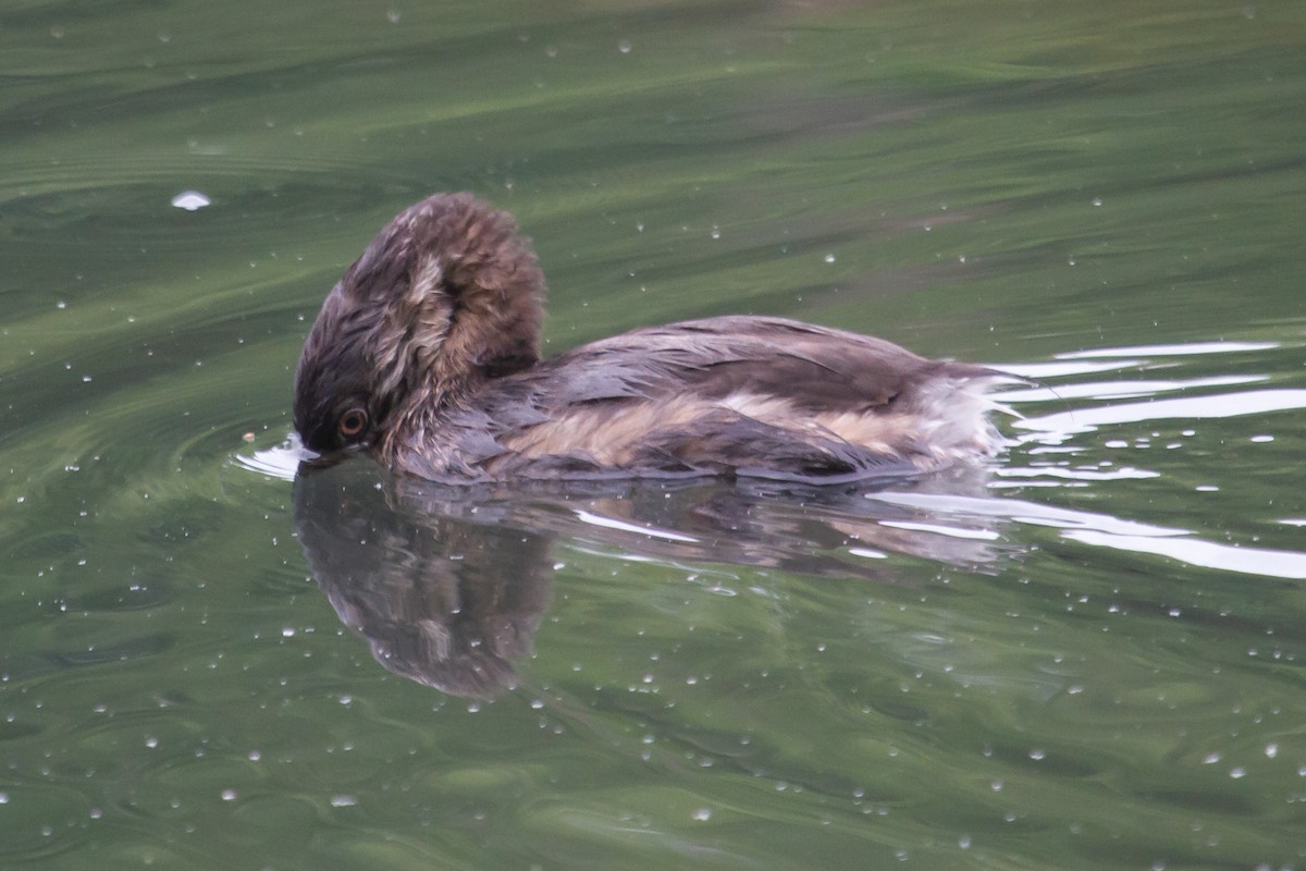 Pied-billed Grebe - ML245223791