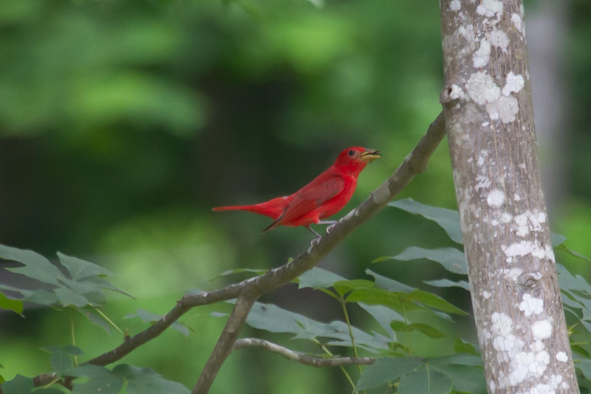Summer Tanager - ML245223831