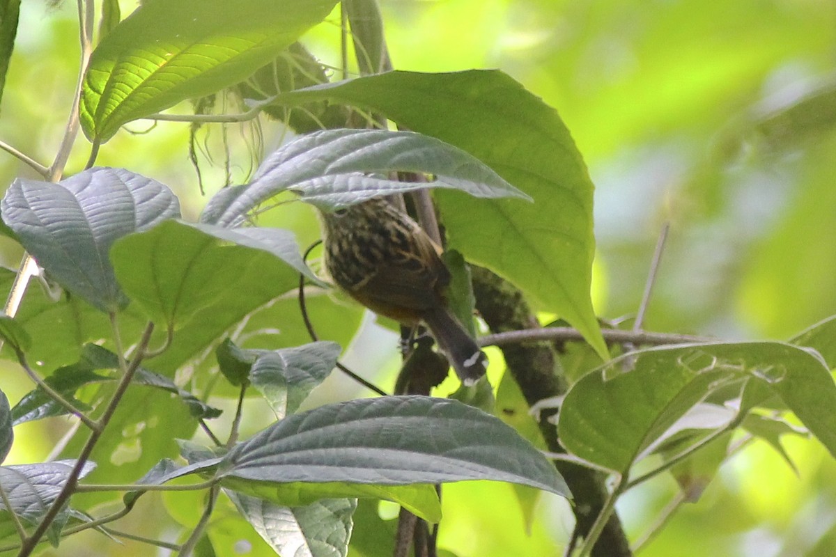 East Andean Antbird - ML24522391