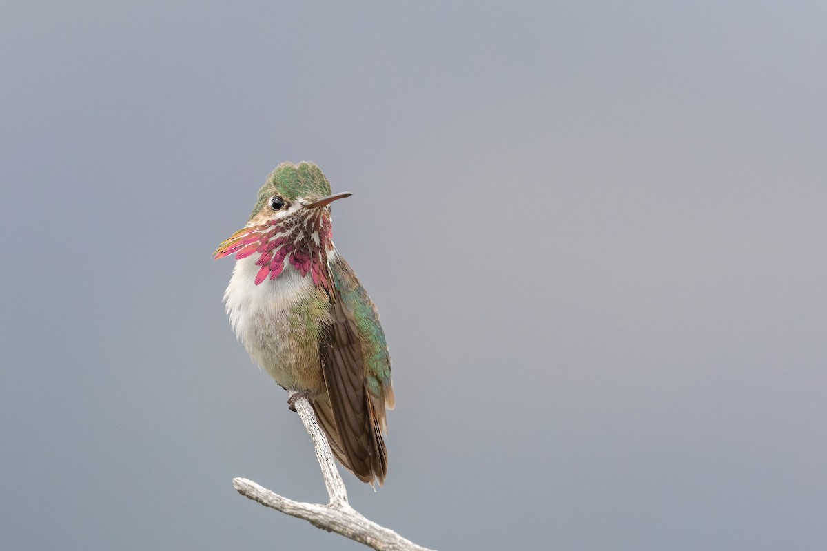 Calliope Hummingbird - ML245225291