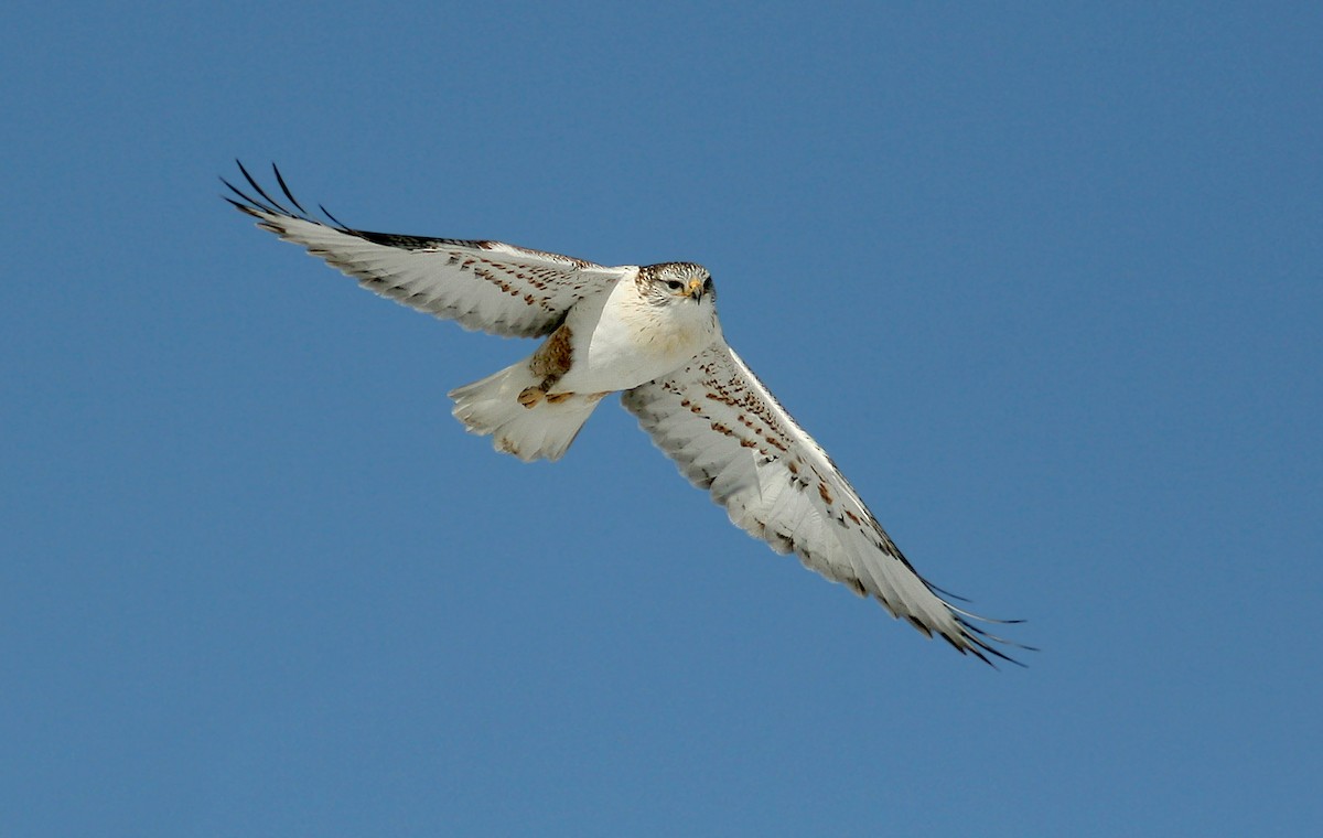 Ferruginous Hawk - ML245226321