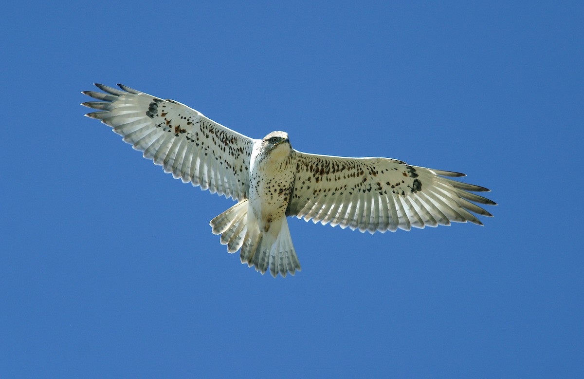 Ferruginous Hawk - ML245226921