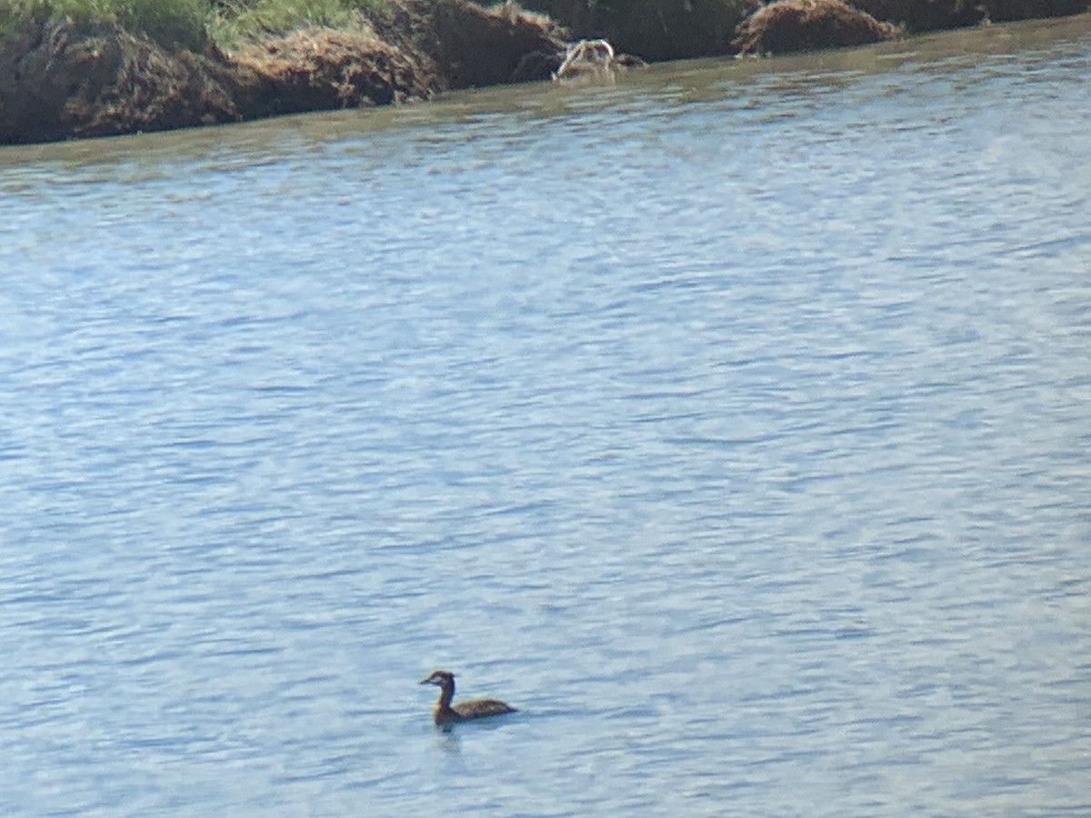 Red-necked Grebe - ML245227341