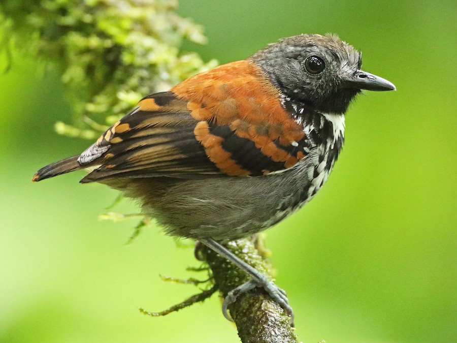 Spotted Antbird - eBird