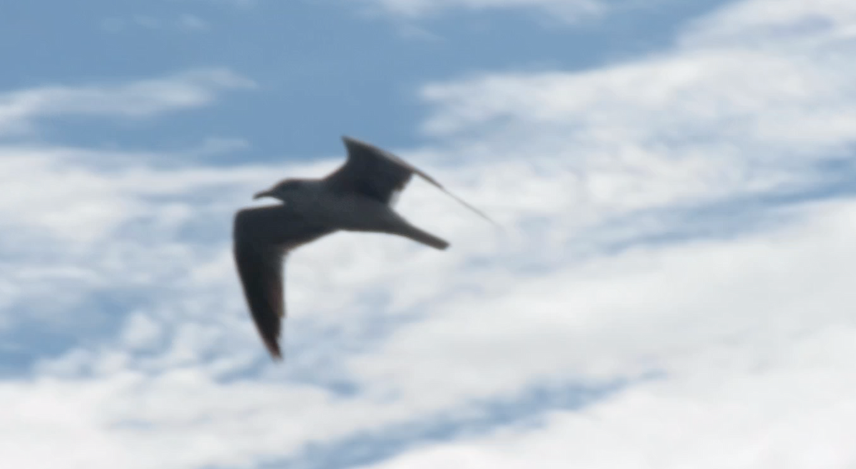 Laughing Gull - ML245228411