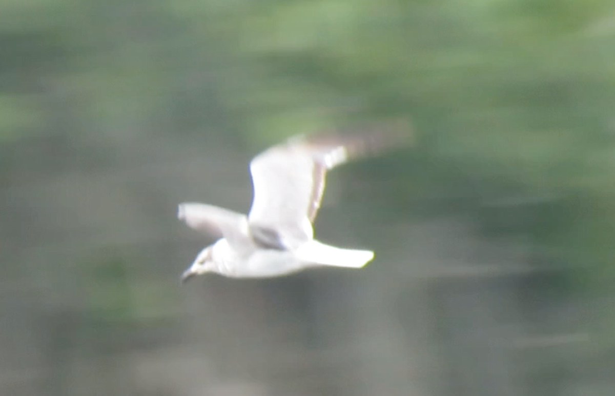 Laughing Gull - ML245228491