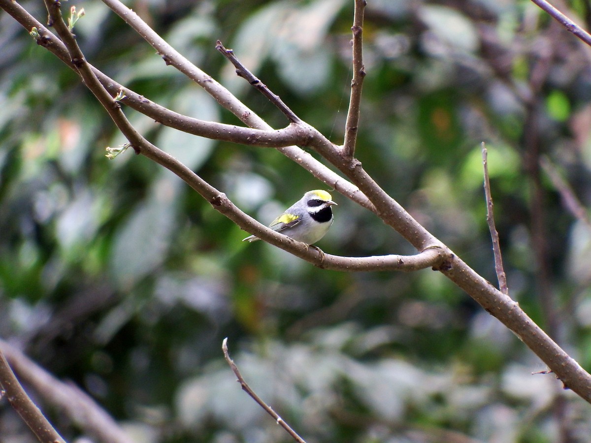 Golden-winged Warbler - Mayron McKewy Mejia