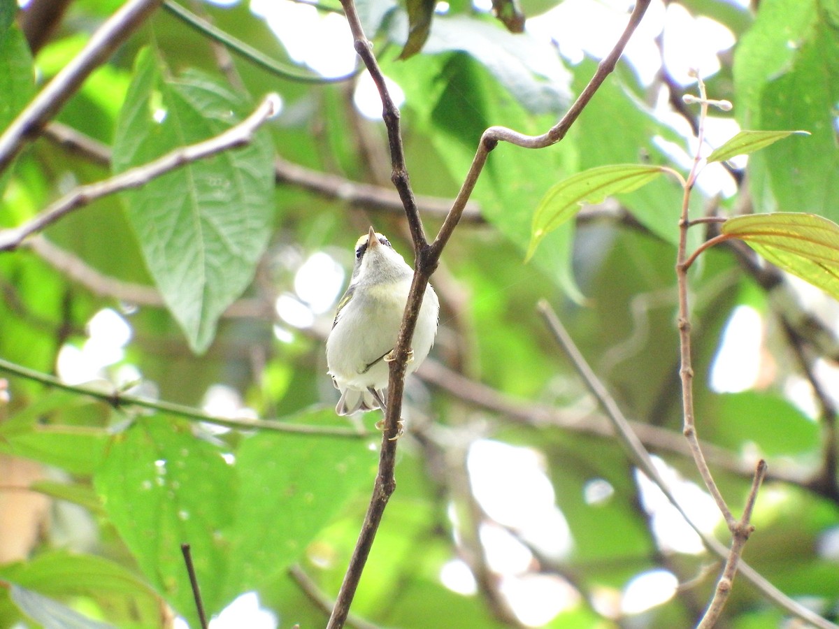 Golden-winged Warbler - ML24523041