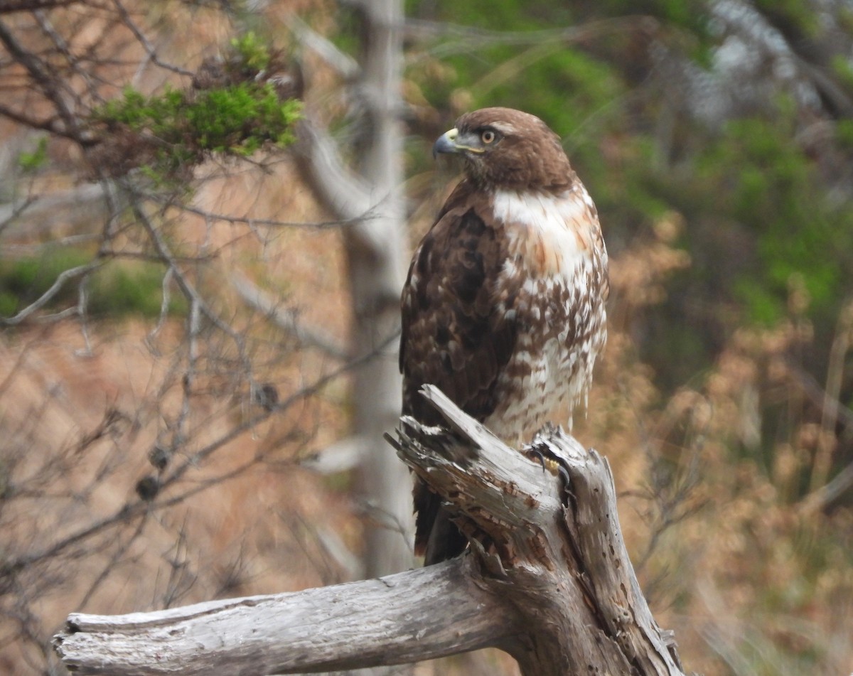 Red-tailed Hawk - ML245230651