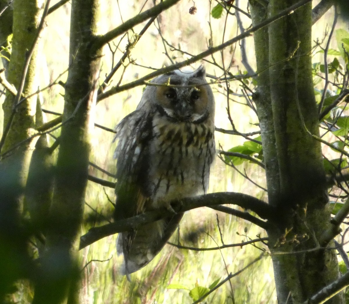 Long-eared Owl - ML245231361