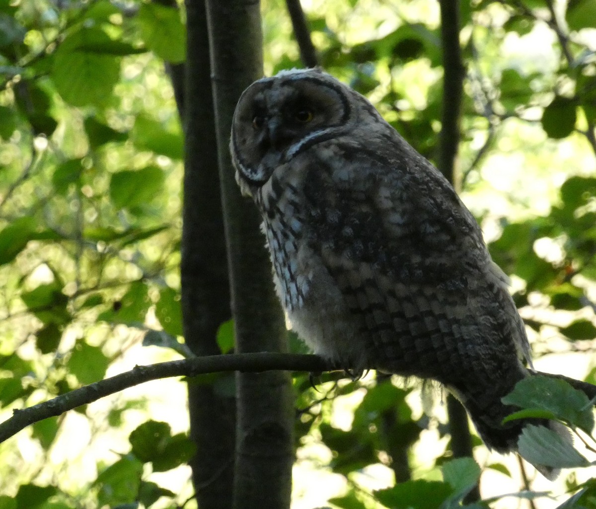 Long-eared Owl - ML245231391