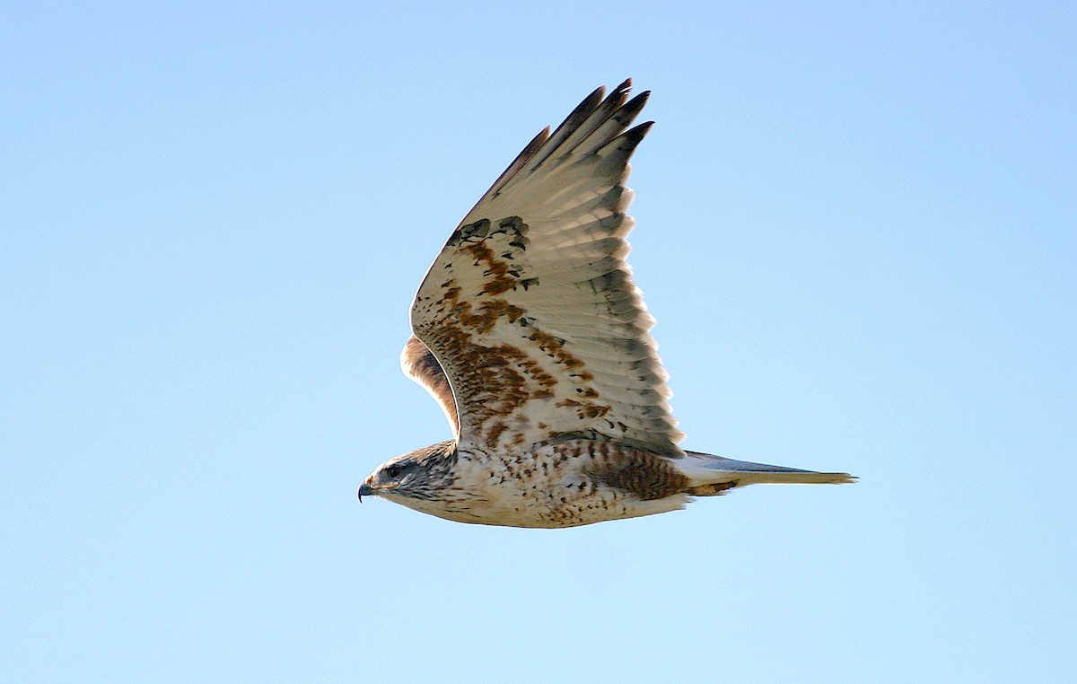 Ferruginous Hawk - ML245232211