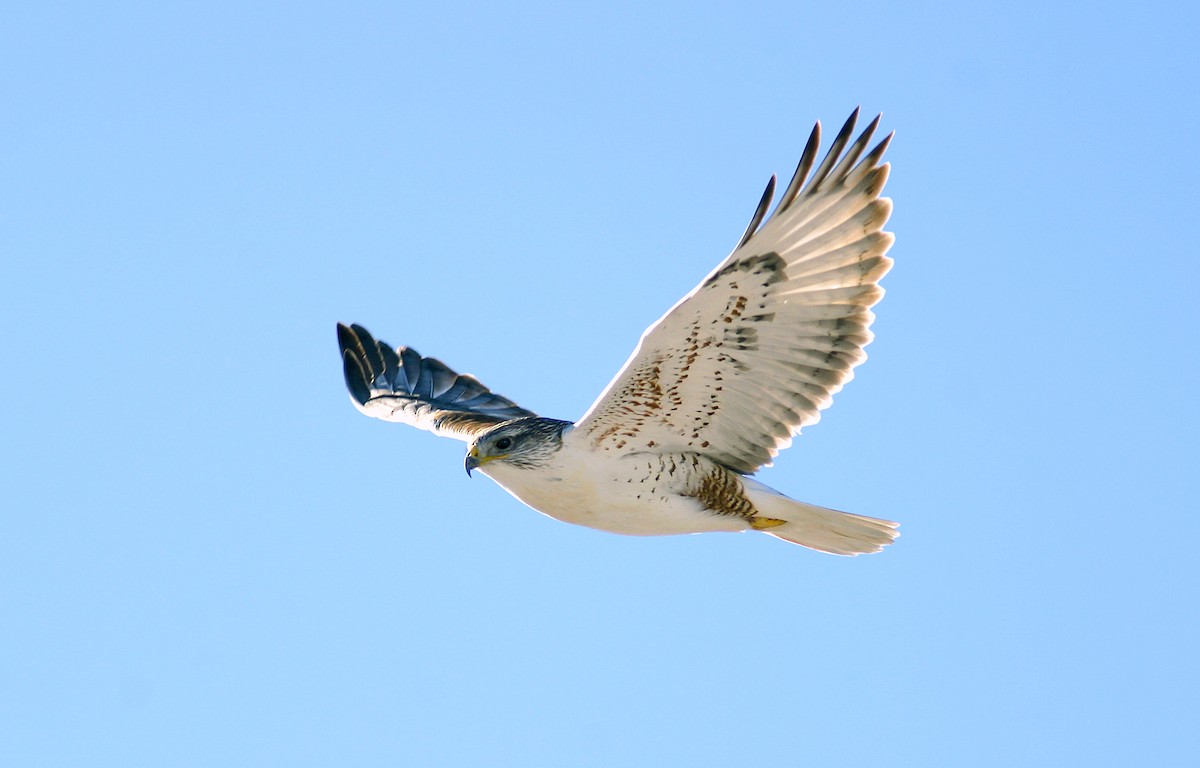 Ferruginous Hawk - ML245232271