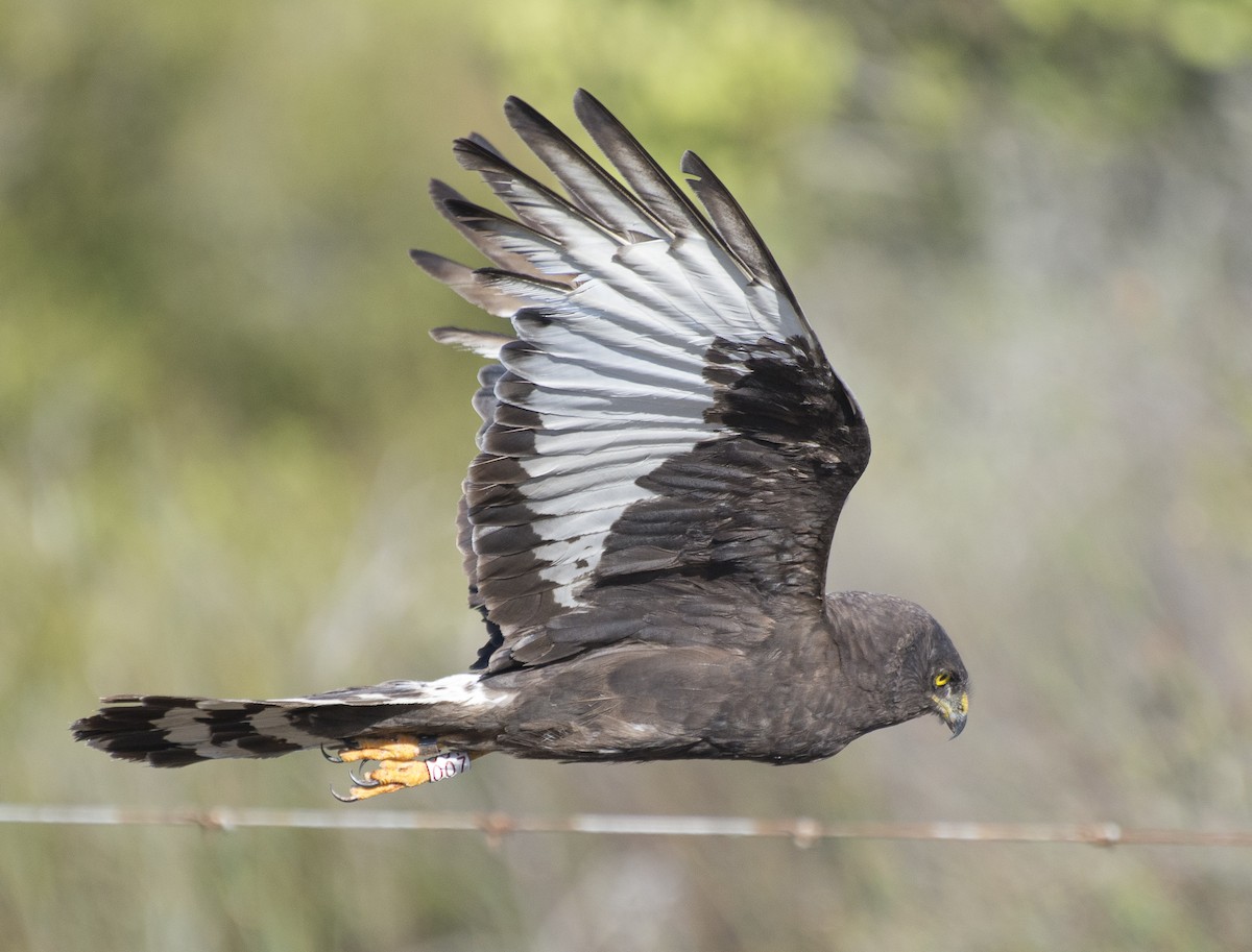 Black Harrier - ML245233351