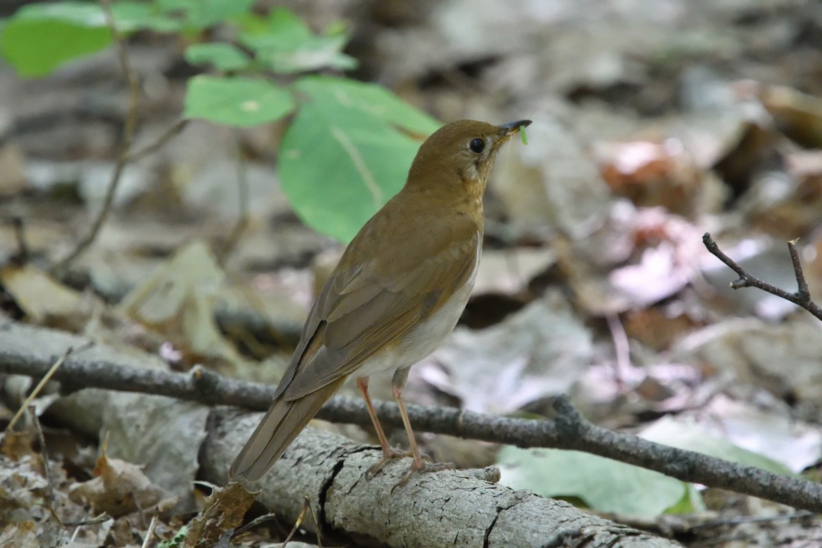 Veery - ML245233361