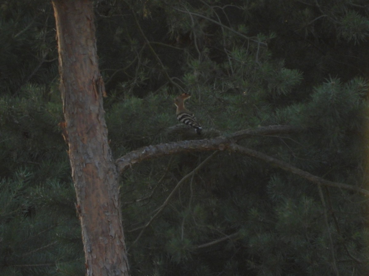 Eurasian Hoopoe - ML245234071