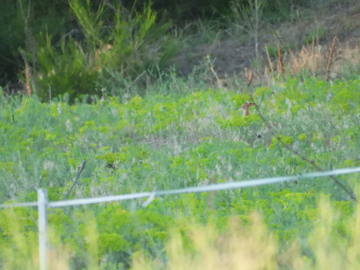 Eurasian Hoopoe - ML245234081