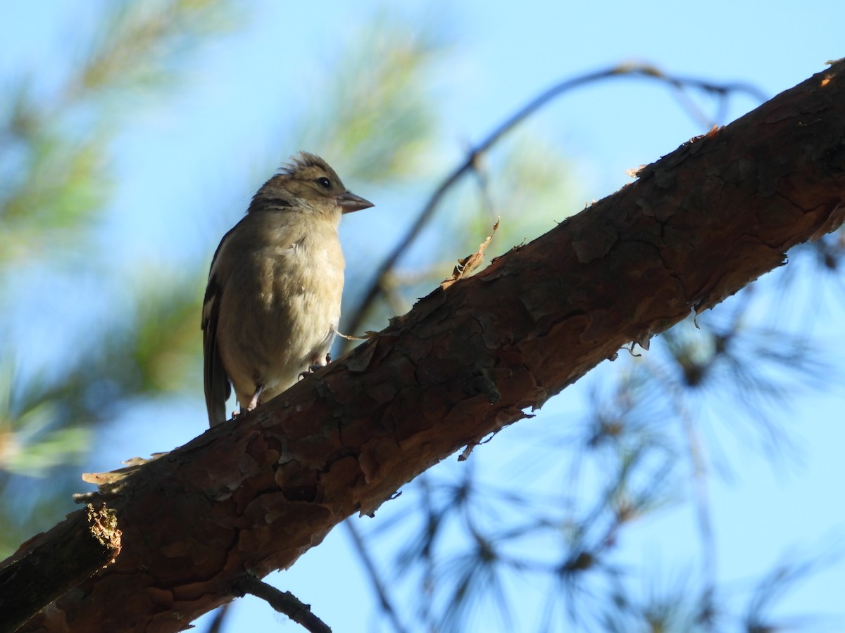 Common Chaffinch - ML245234231