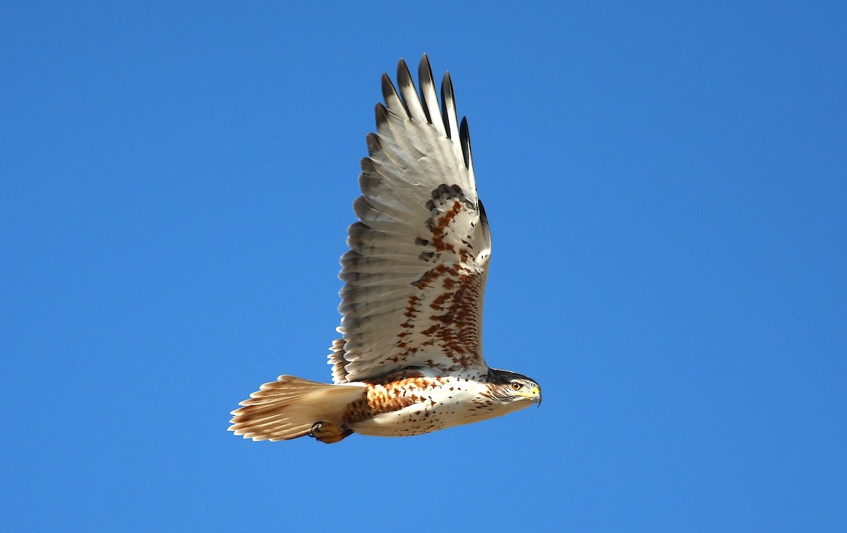 Ferruginous Hawk - Jerry Liguori