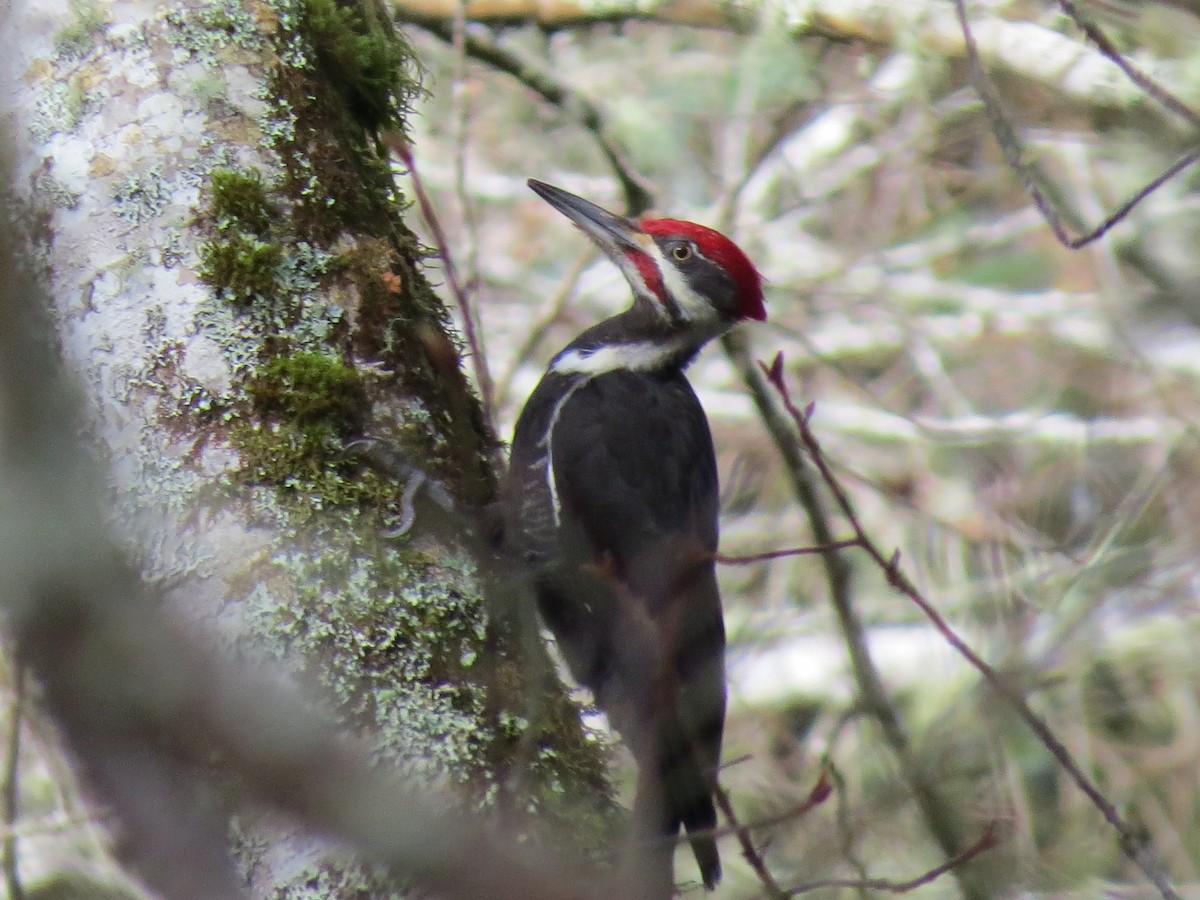 Pileated Woodpecker - ML24523511