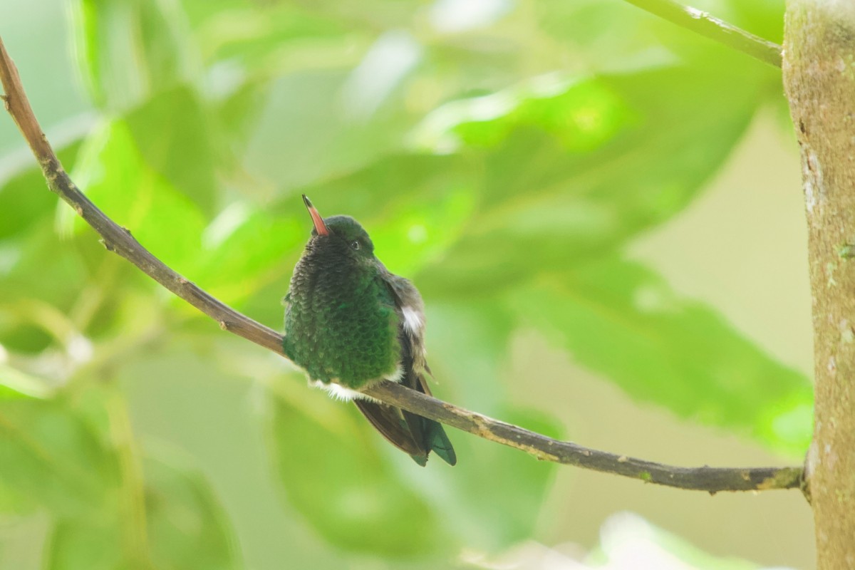 Steely-vented Hummingbird - ML245235541