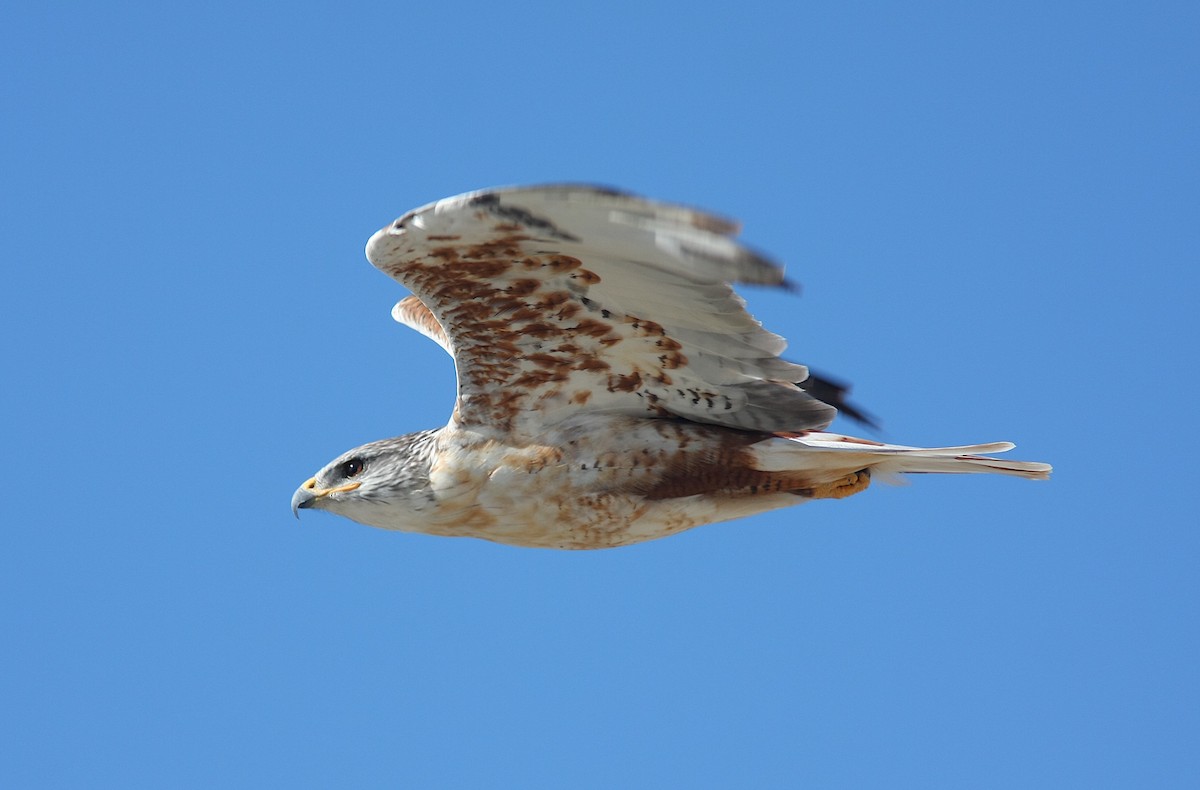 Ferruginous Hawk - ML245235641