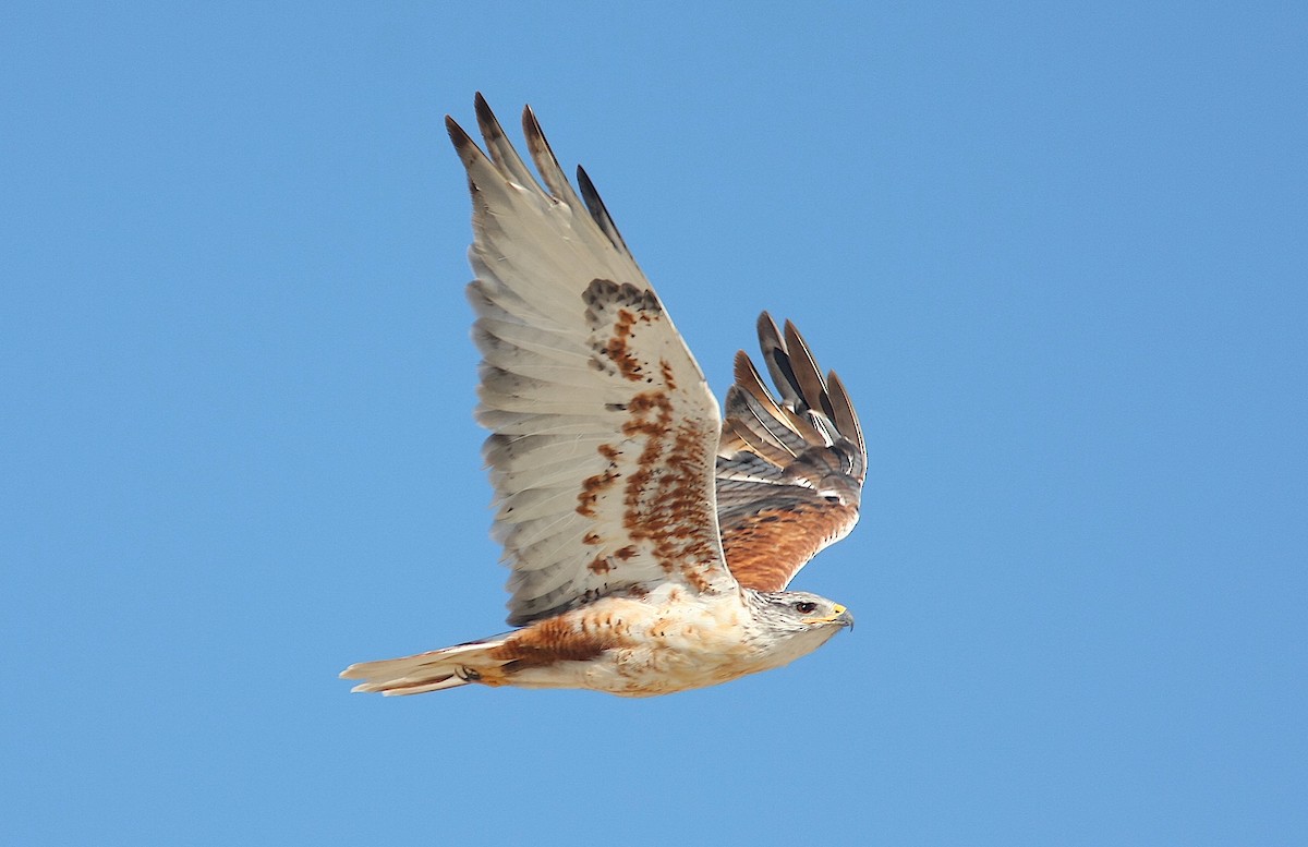 Ferruginous Hawk - ML245235691