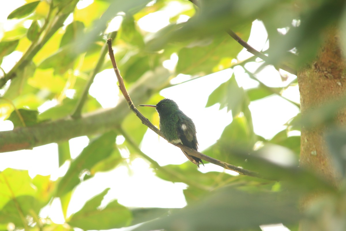 Steely-vented Hummingbird - ML245235761