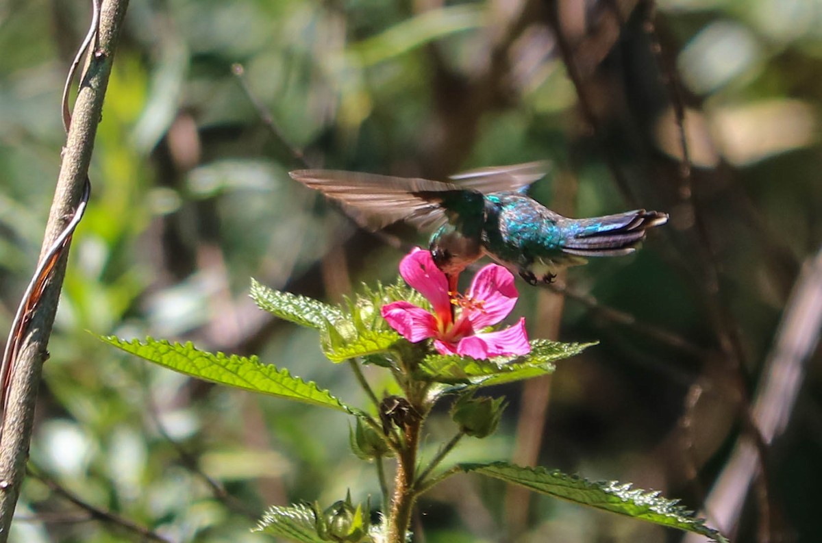 kolibřík lesklobřichý - ML245236341
